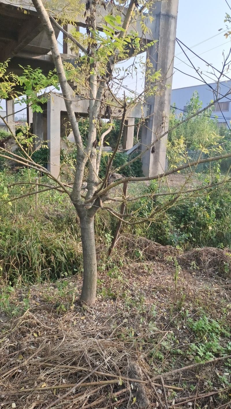 黄金槐树原生黄金槐金枝槐原生金枝槐树