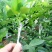 覃斗鸡蛋芒果苗（广成果树苗场）