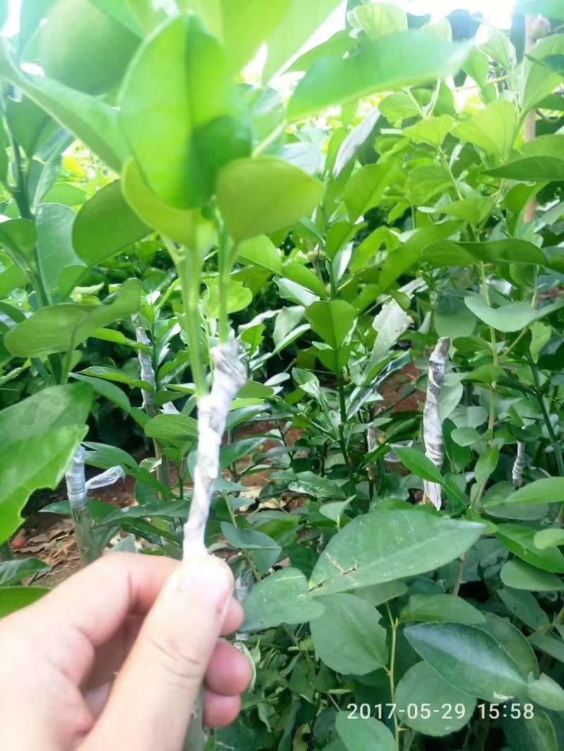 覃斗鸡蛋芒果苗（广成果树苗场）
