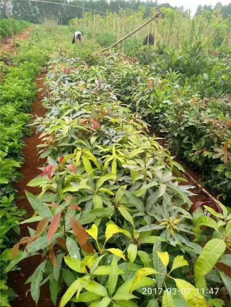 覃斗鸡蛋芒果苗（广成果树苗场）