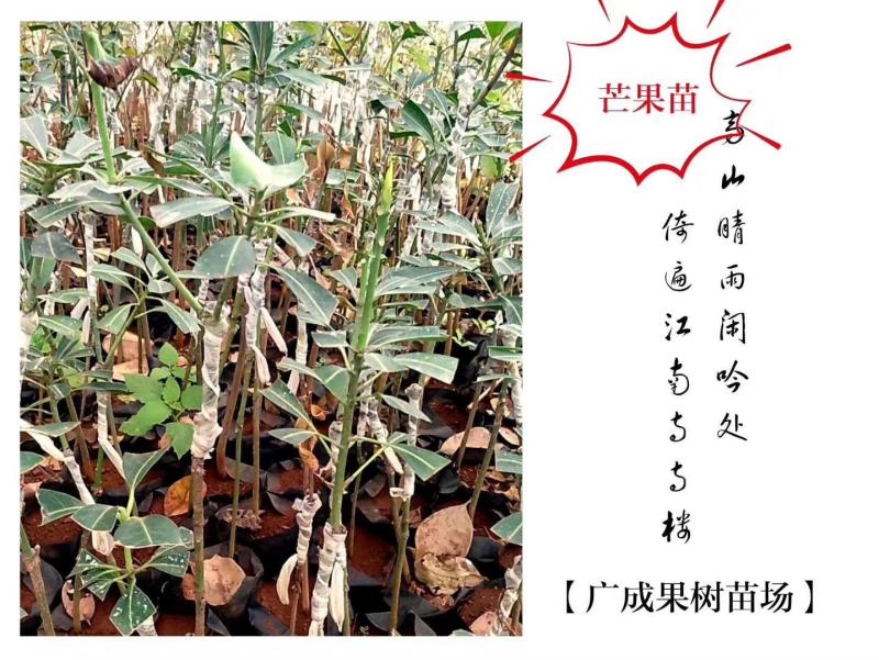 覃斗鸡蛋芒果苗（广成果树苗场）