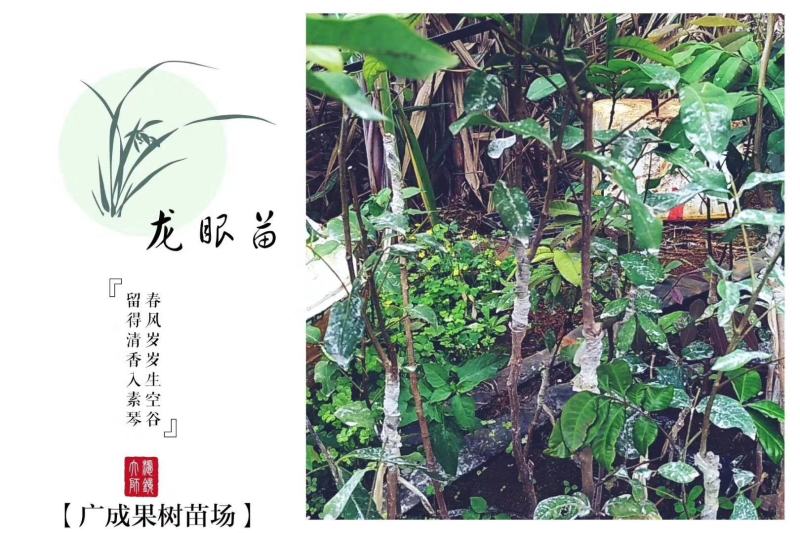 覃斗鸡蛋芒果苗（广成果树苗场）