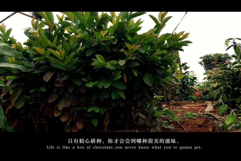 覃斗鸡蛋芒果苗（广成果树苗场）