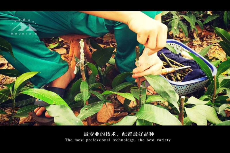 覃斗鸡蛋芒果苗（广成果树苗场）