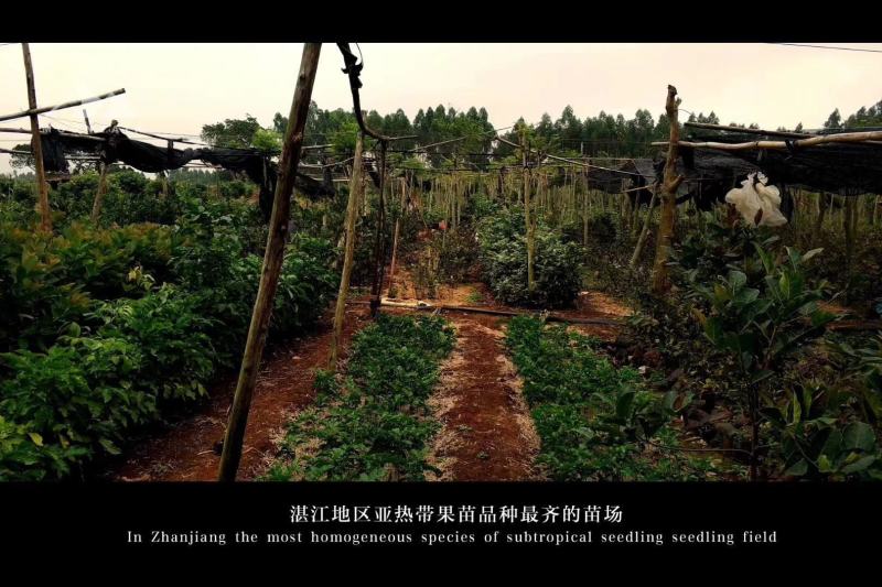 覃斗鸡蛋芒果苗（广成果树苗场）