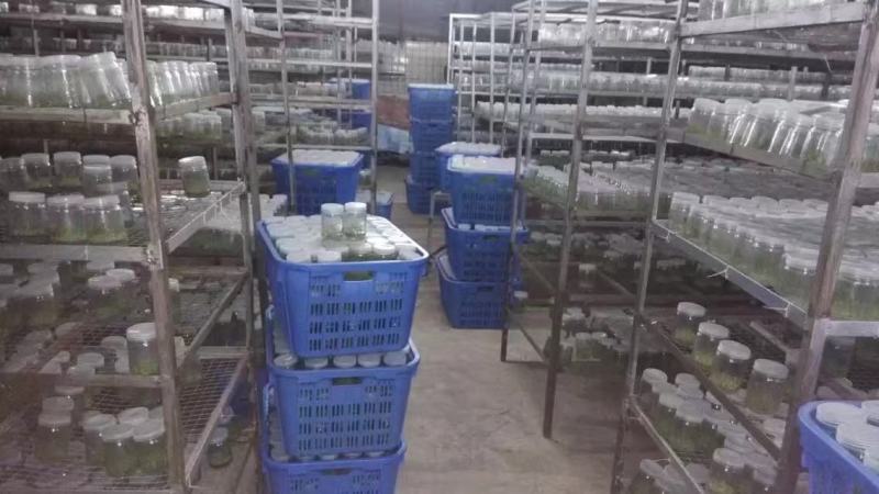 桉树瓶苗（华湛桉树组培厂）