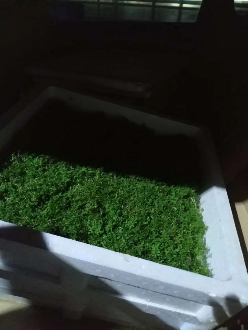 桉树瓶苗（华湛桉树组培厂）