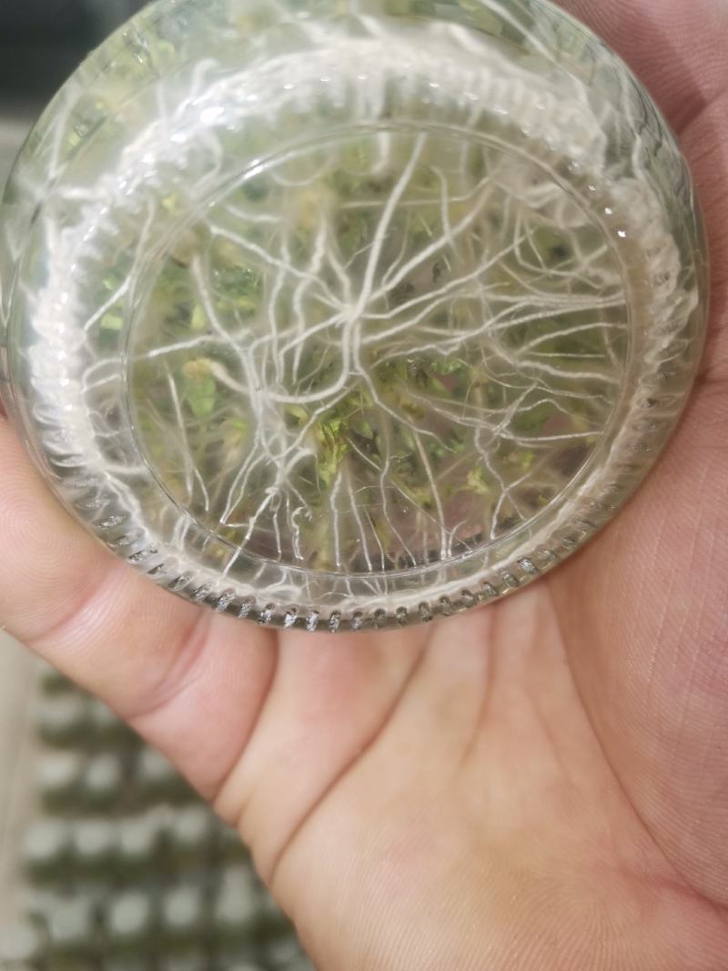 桉树瓶苗（华湛桉树组培厂）