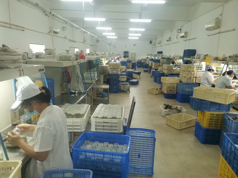 桉树瓶苗（华湛桉树组培厂）