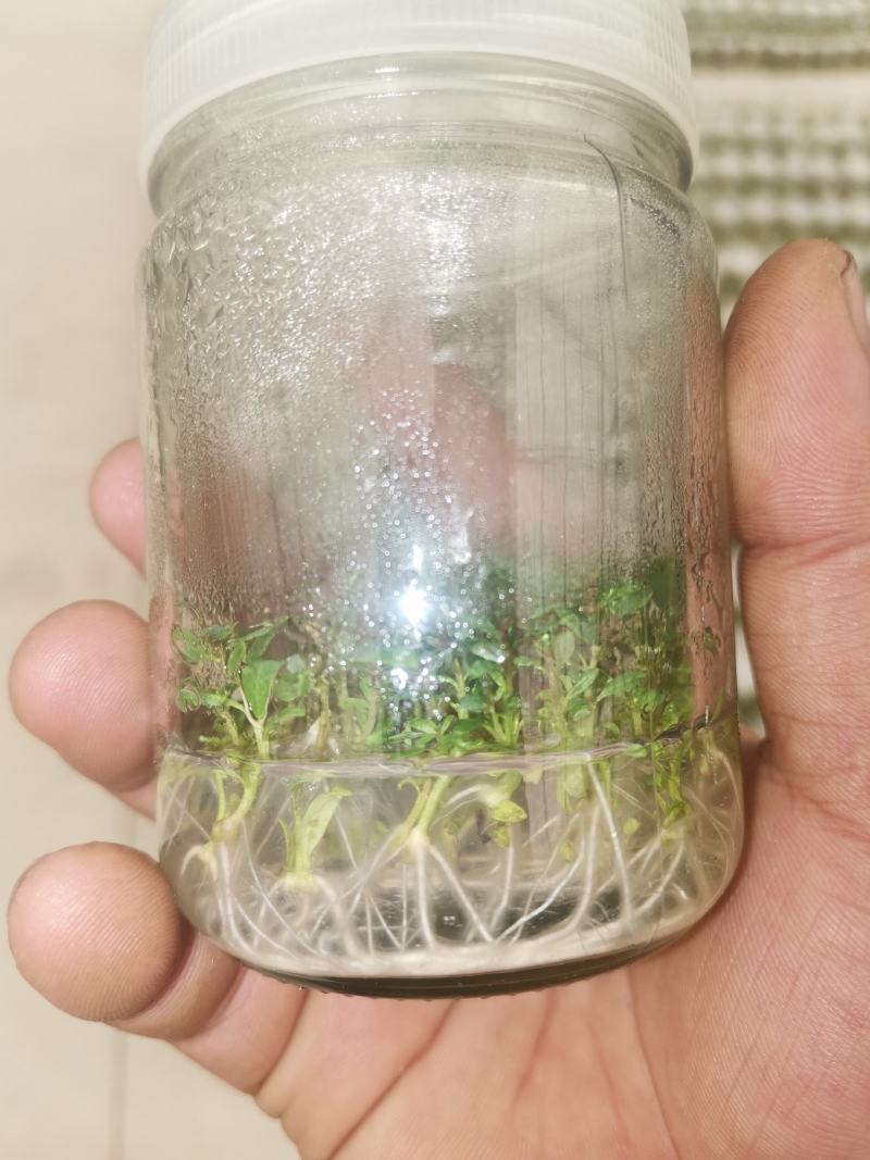 桉树瓶苗（华湛桉树组培厂）