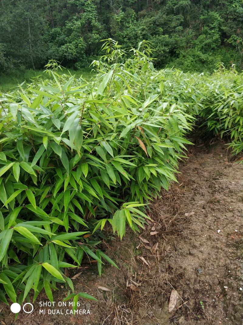 供二年生毛竹苗原种，江西竹苗，广东竹苗，浙江竹苗，安徽竹