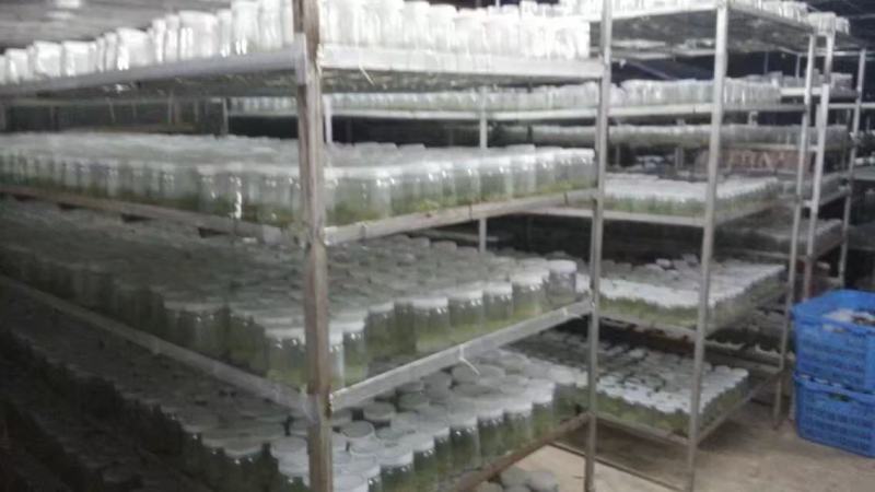 桉树瓶苗广9（华湛桉树组培厂）