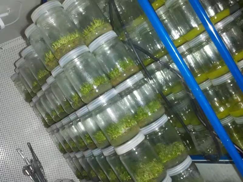 桉树瓶苗广9（华湛桉树组培厂）