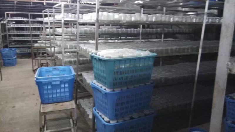 桉树瓶苗广9（华湛桉树组培厂）