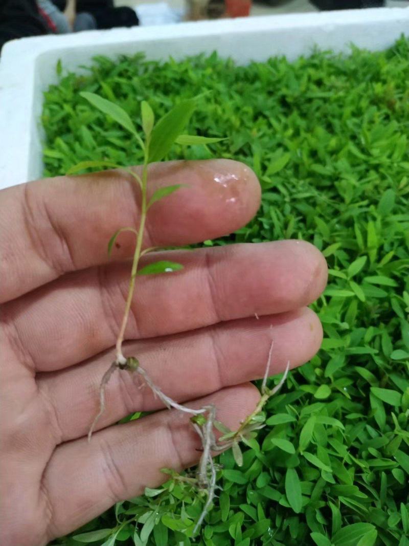 桉树瓶苗广9（华湛桉树组培厂）
