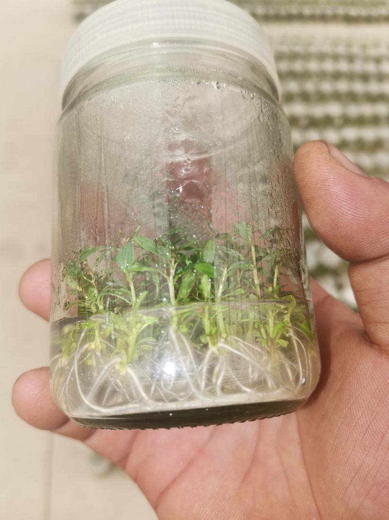 桉树瓶苗广9（华湛桉树组培厂）