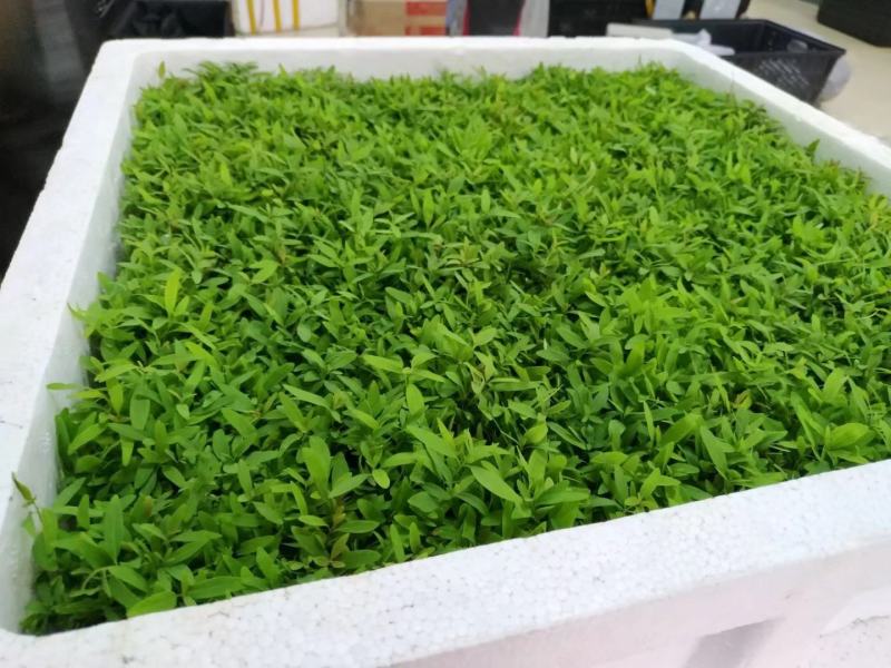 桉树瓶苗广9（华湛桉树组培厂）