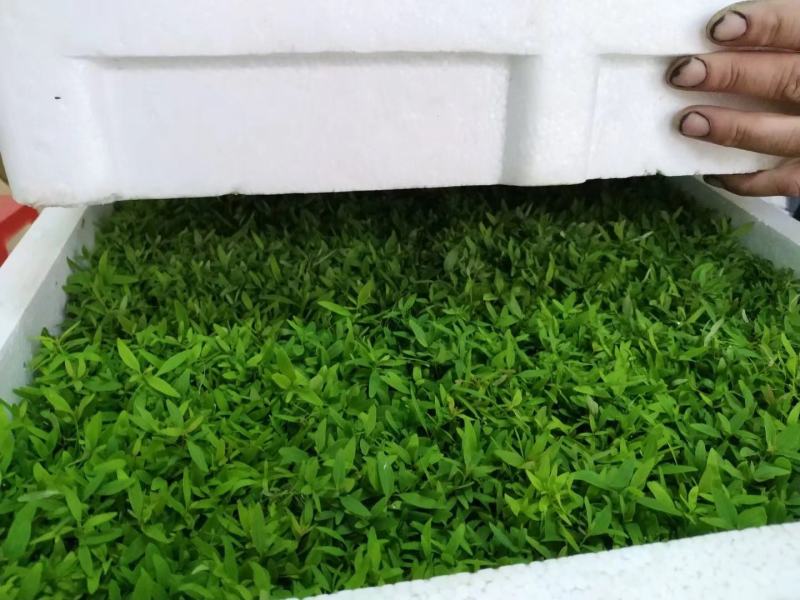 桉树瓶苗广9（华湛桉树组培厂）