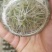 桉树瓶苗广9（华湛桉树组培厂）