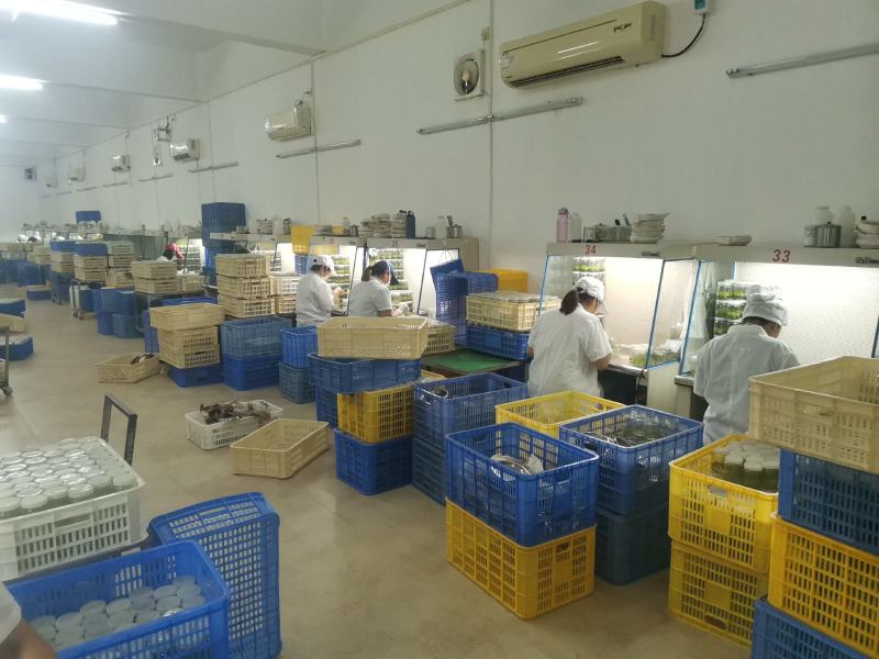 桉树瓶苗广9（华湛桉树组培厂）
