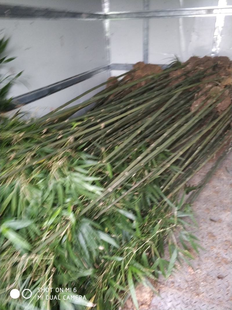 供四方竹，刚竹，雷竹，，甜笋竹