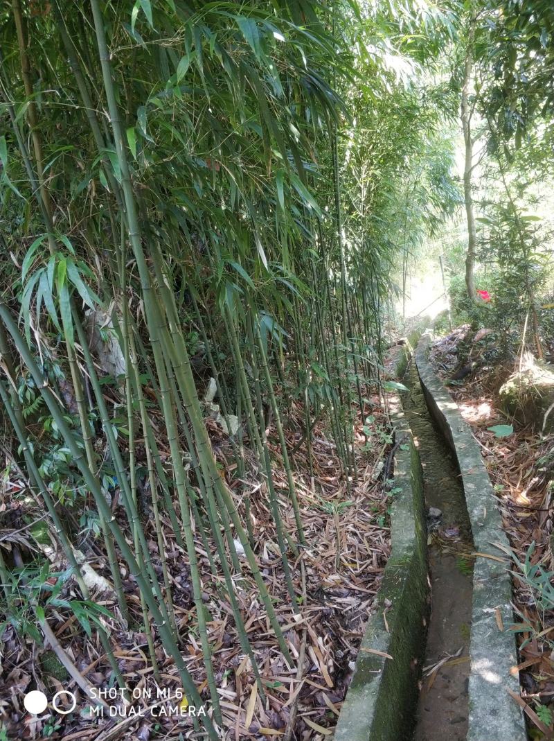 供四方竹，刚竹，雷竹，，甜笋竹
