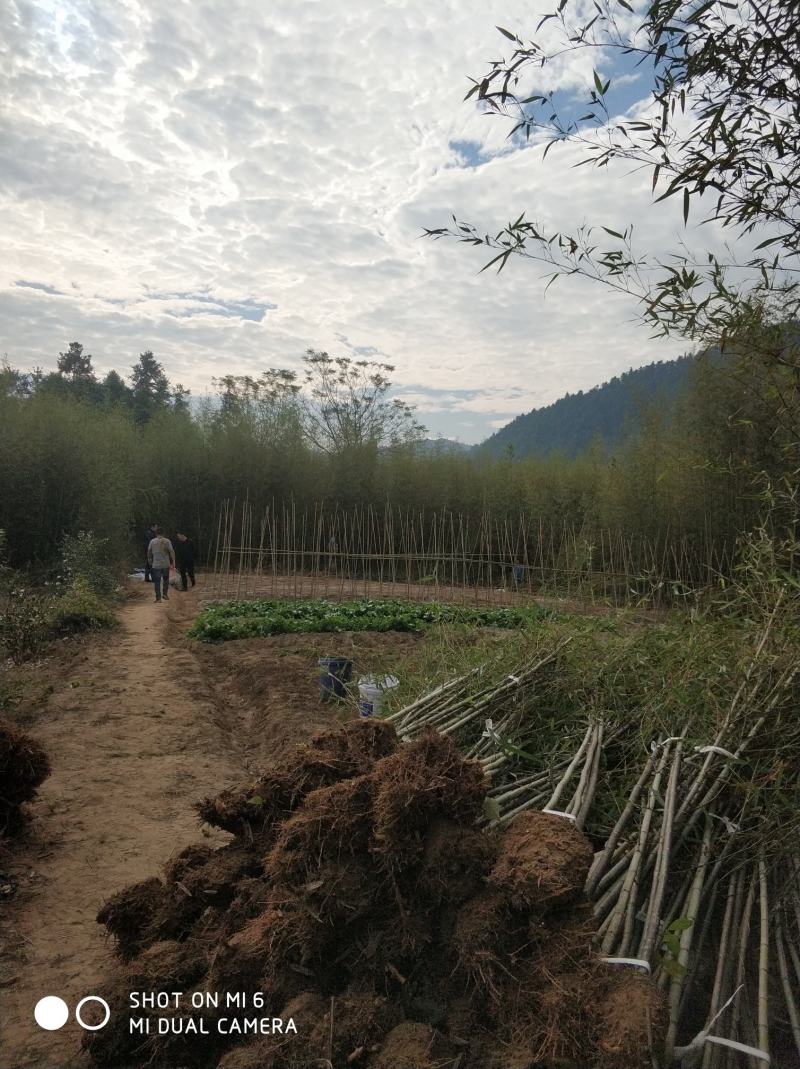 供四方竹，刚竹，雷竹，，甜笋竹