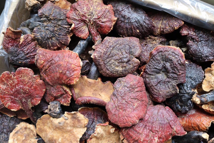 灵芝采收与干燥过程图,展示手工采摘与阴干处理场景 灵芝采收与干燥图