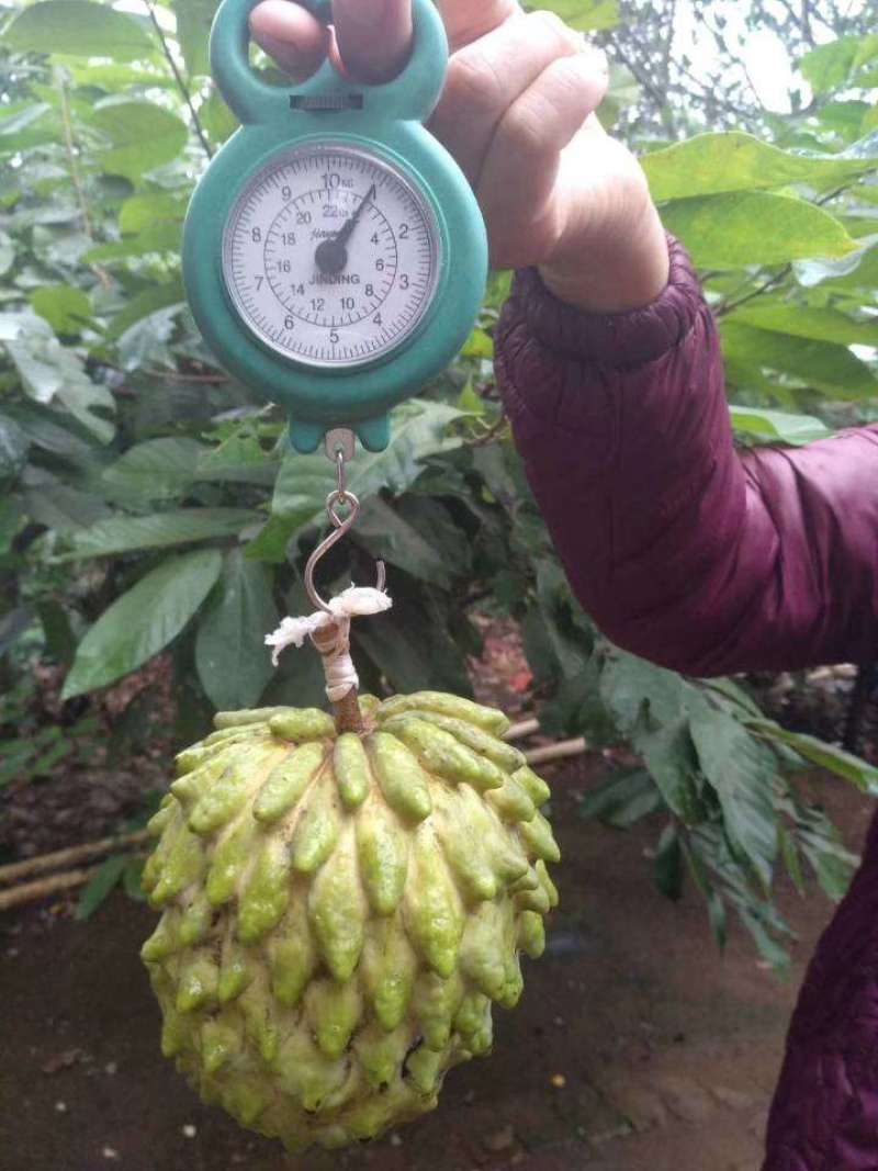 覃斗鸡蛋芒果苗（广成果树苗场）
