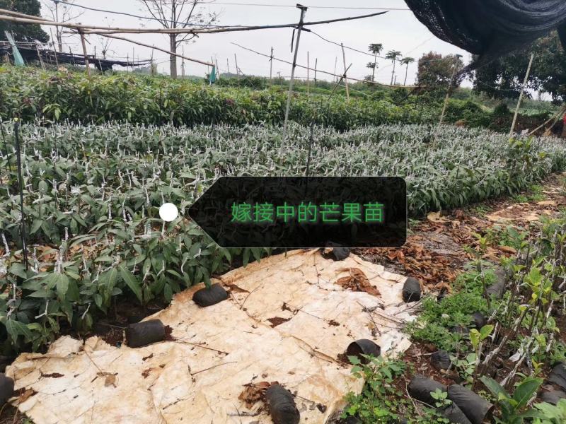覃斗鸡蛋芒果苗（广成果树苗场）