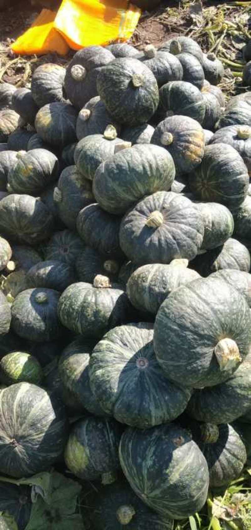 【实力南瓜供货】板栗南瓜内蒙古来电优惠质量保证代发全国
