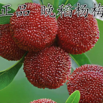 晚稻杨梅嫁接苗嫁接杨梅苗保证品种包成活包结果