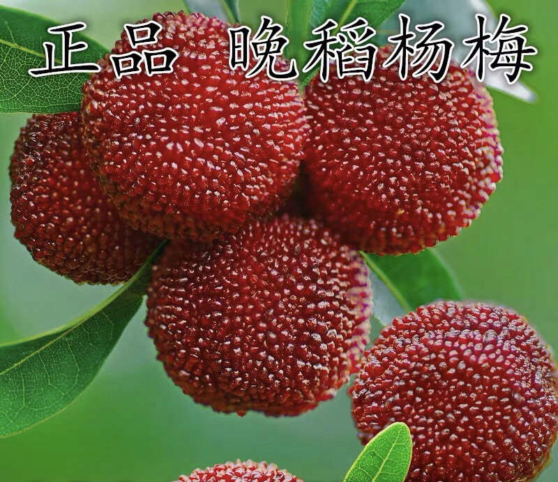 晚稻杨梅嫁接苗嫁接杨梅苗保证品种包成活包结果