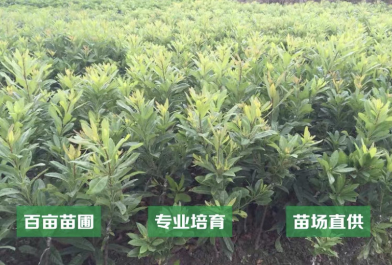 晚稻杨梅嫁接苗嫁接杨梅苗保证品种包成活包结果