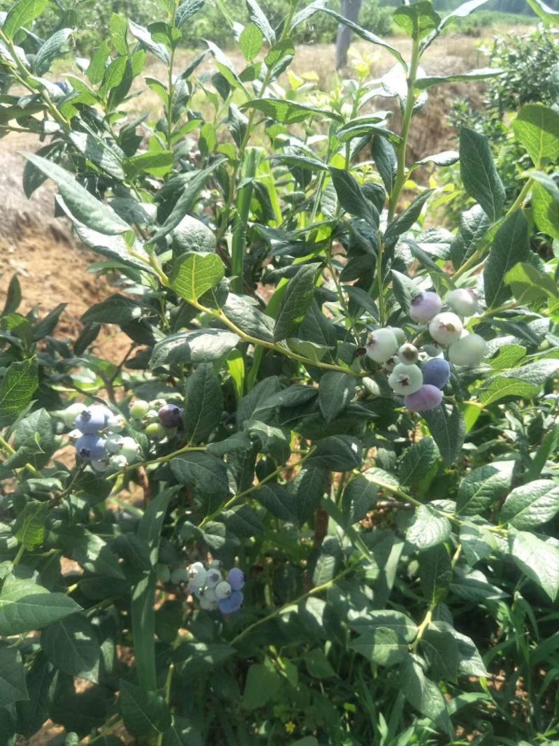 蓝莓果树苗，兔眼蓝莓树苗，珍珠蓝莓树苗绿宝石蓝莓苗莱克西