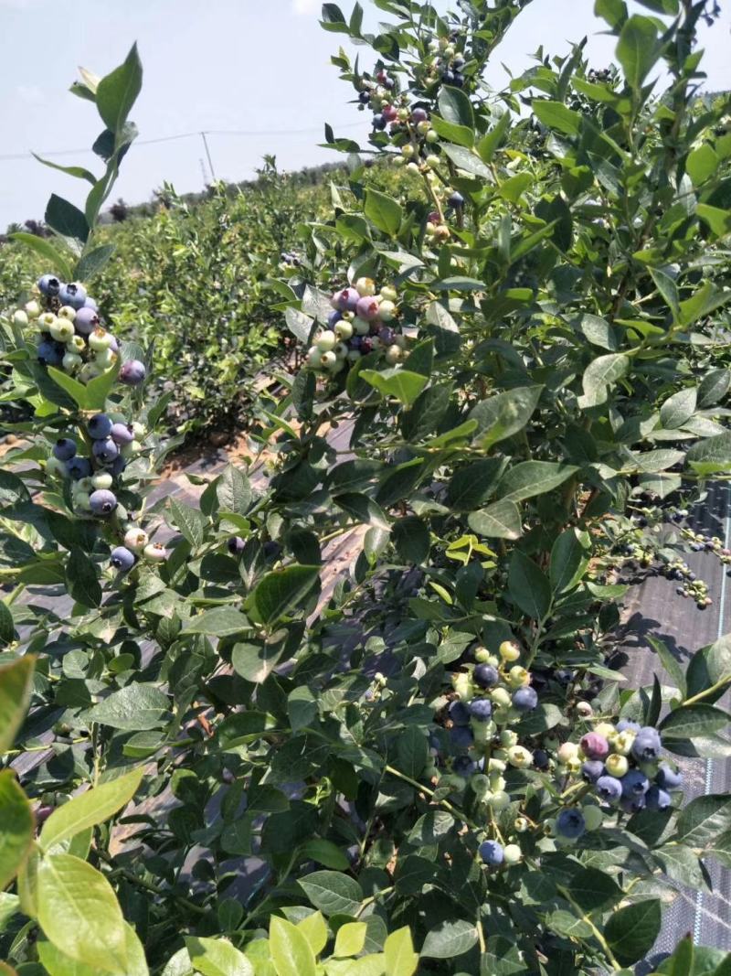 蓝莓果树苗，兔眼蓝莓树苗，珍珠蓝莓树苗绿宝石蓝莓苗莱克西