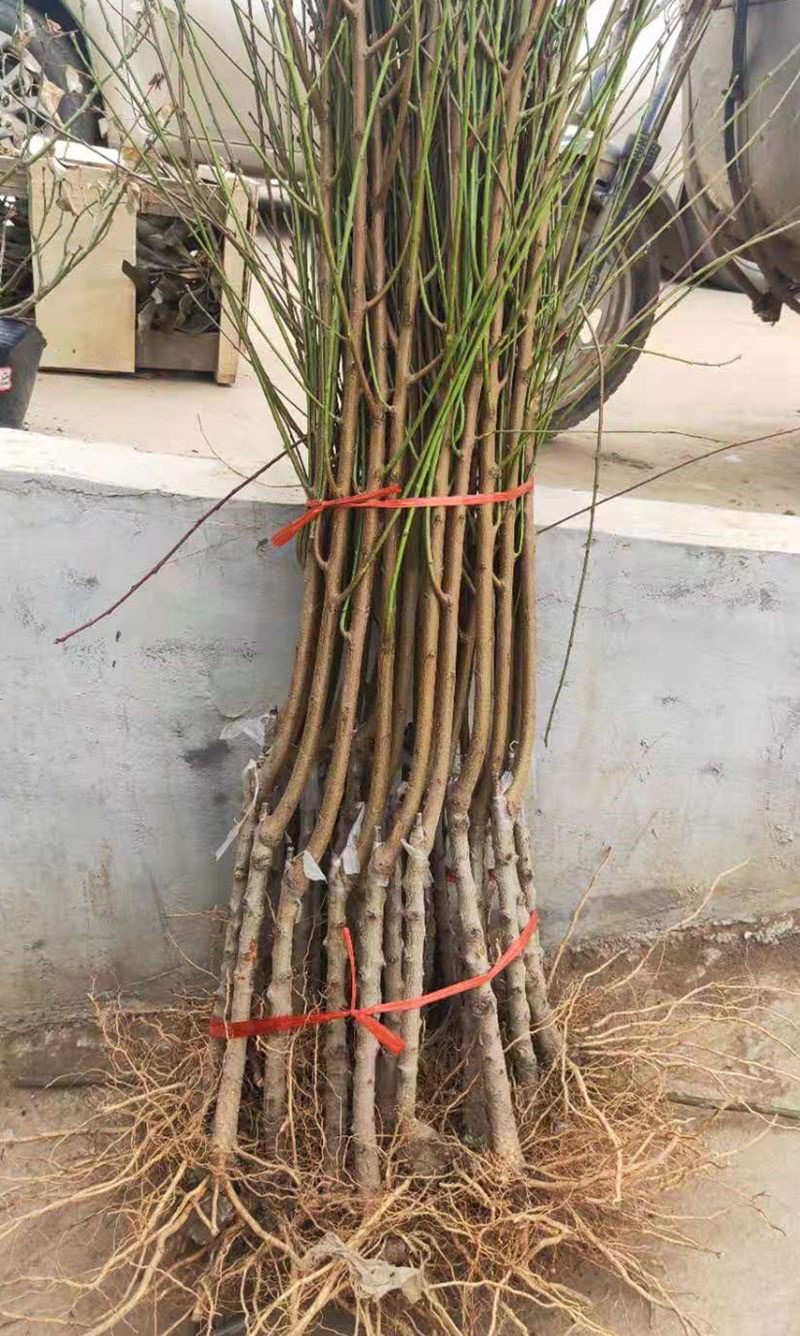 油桃嫁接苗基地直销规格齐全现挖现卖免费指导