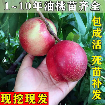 油桃嫁接苗基地直销规格齐全现挖现卖免费指导