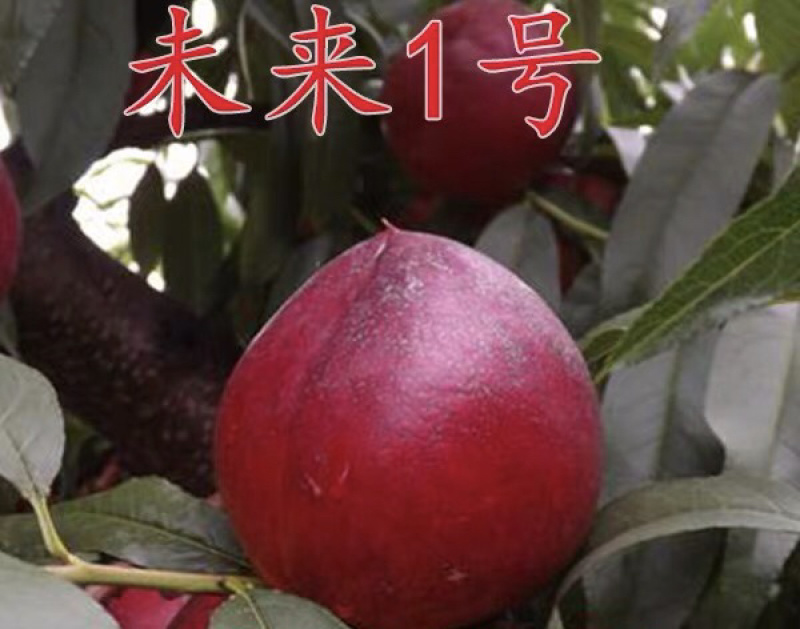 油桃嫁接苗基地直销规格齐全现挖现卖免费指导