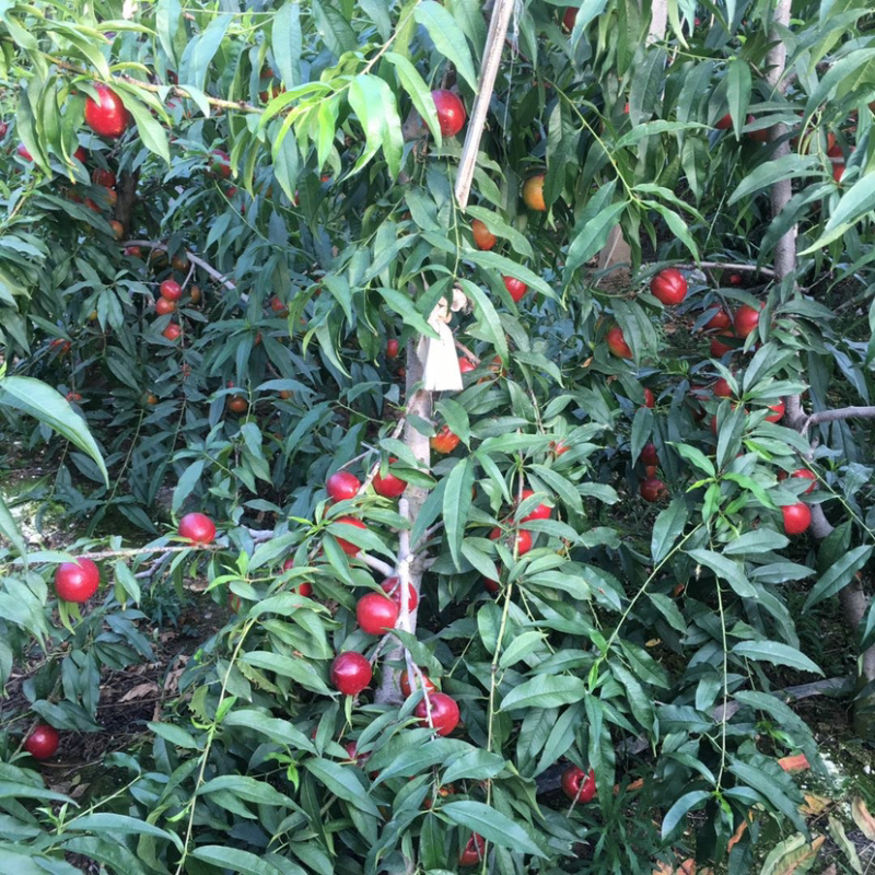 油桃嫁接苗基地直销规格齐全现挖现卖免费指导