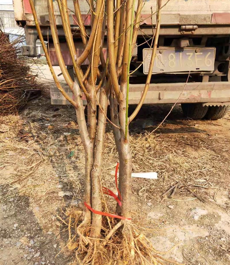 油桃嫁接苗基地直销规格齐全现挖现卖免费指导