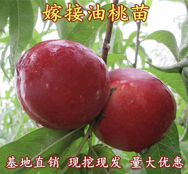 油桃嫁接苗基地直销规格齐全现挖现卖免费指导