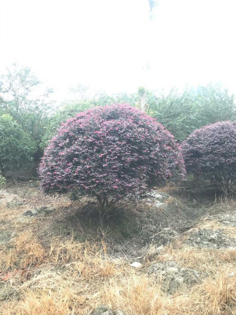 红继木球，冠幅2.5—3.5米红继木球，数量不多