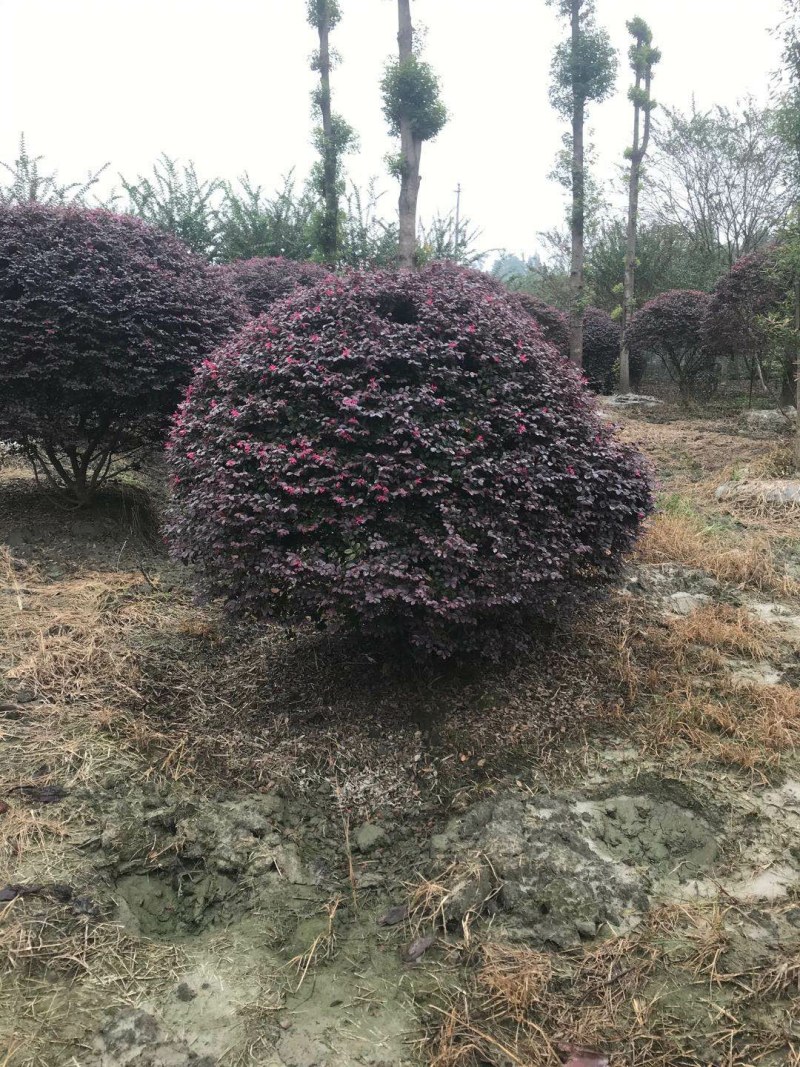 红继木球，冠幅2.5—3.5米红继木球，数量不多