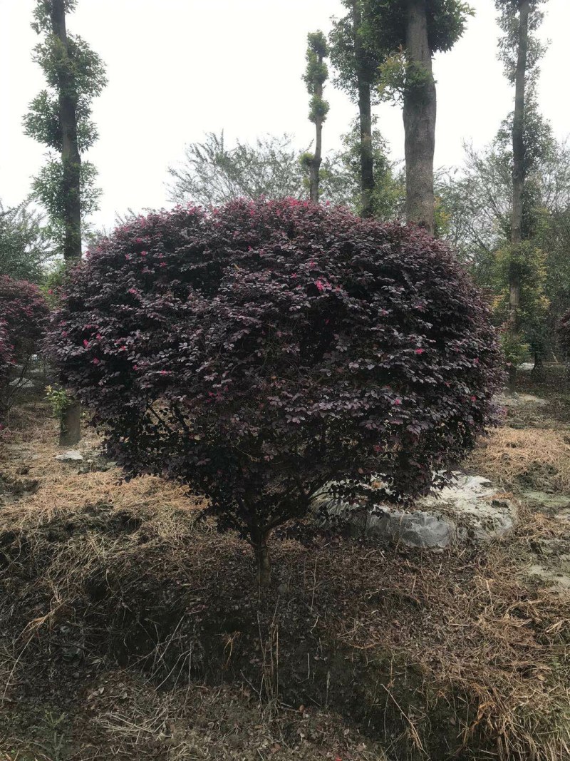 红继木球，冠幅2.5—3.5米红继木球，数量不多