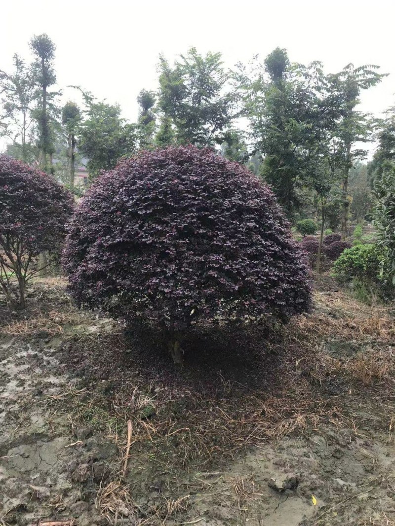红继木球，冠幅2.5—3.5米红继木球，数量不多