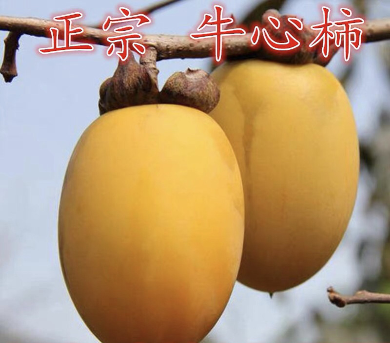 牛心柿嫁接柿子苗现挖现卖包成活包结果死苗免补补发
