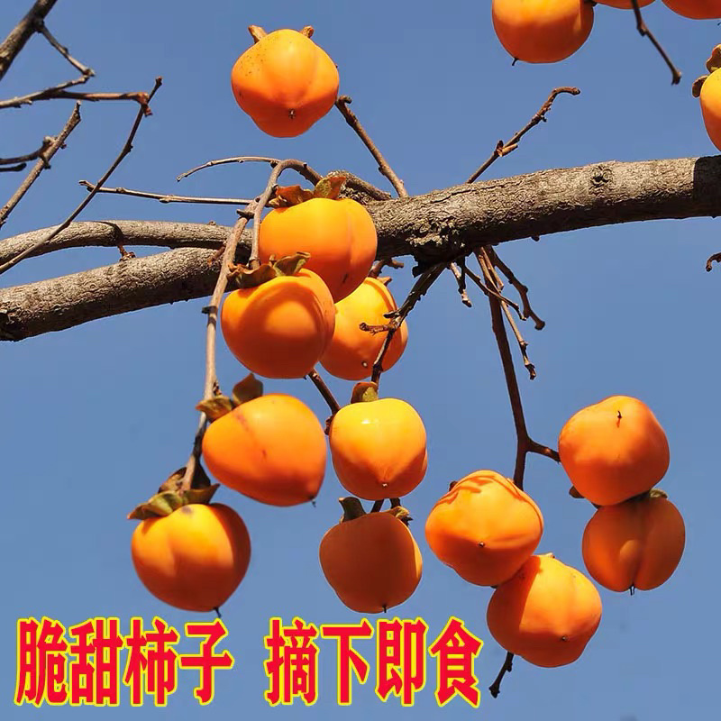 牛心柿嫁接柿子苗现挖现卖包成活包结果死苗免补补发