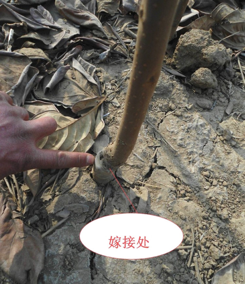 牛心柿嫁接柿子苗现挖现卖包成活包结果死苗免补补发