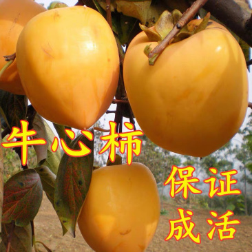 牛心柿嫁接柿子苗现挖现卖包成活包结果死苗免补补发